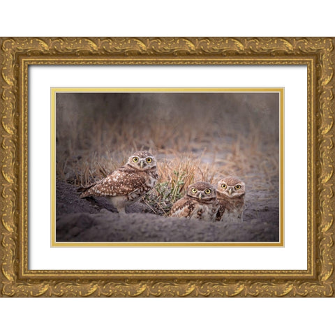 Burrowing Owl Gold Ornate Wood Framed Art Print with Double Matting by McFerrin, Larry