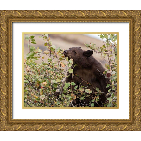 Black Bear Gold Ornate Wood Framed Art Print with Double Matting by McFerrin, Larry