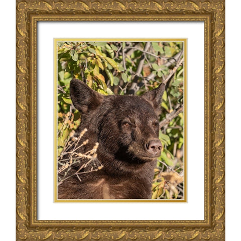 Black Bear II Gold Ornate Wood Framed Art Print with Double Matting by McFerrin, Larry