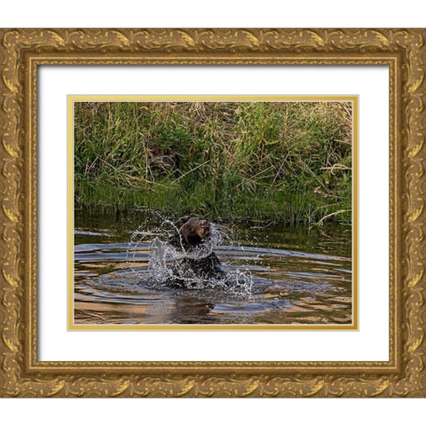 Black Bear Sow Gold Ornate Wood Framed Art Print with Double Matting by McFerrin, Larry