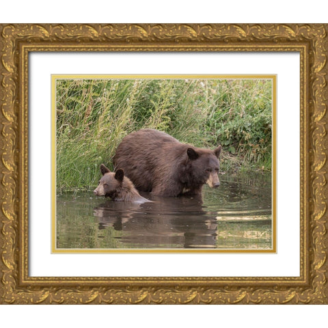 Black Bear Sow and Cub II Gold Ornate Wood Framed Art Print with Double Matting by McFerrin, Larry