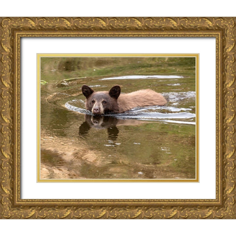 Black Bear Cub Gold Ornate Wood Framed Art Print with Double Matting by McFerrin, Larry