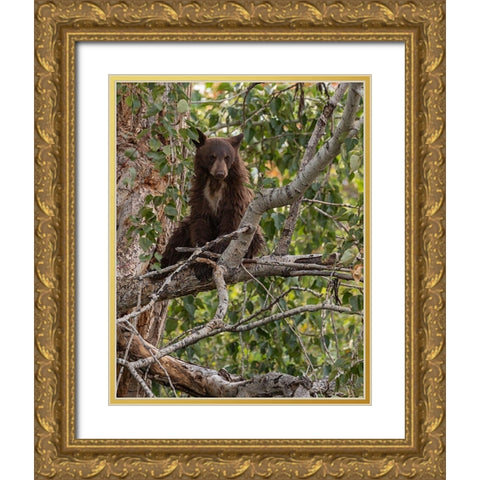 Black Bear Cub Gold Ornate Wood Framed Art Print with Double Matting by McFerrin, Larry