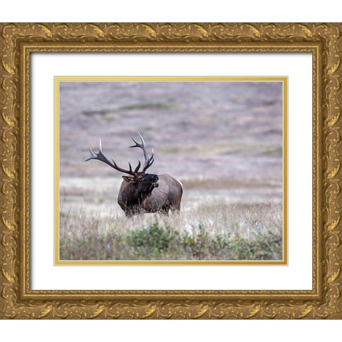 Bull Elk in Montana Gold Ornate Wood Framed Art Print with Double Matting by McFerrin, Larry