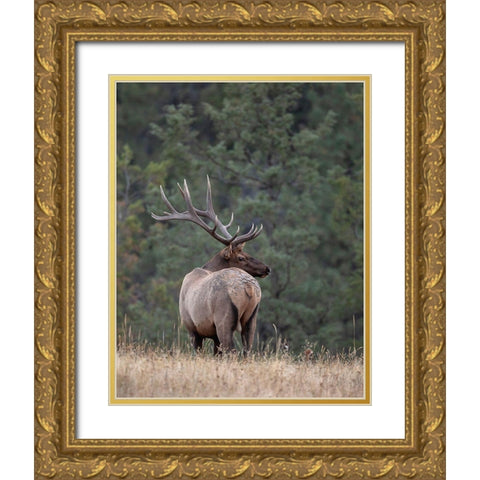 Bull Elk in Montana II Gold Ornate Wood Framed Art Print with Double Matting by McFerrin, Larry
