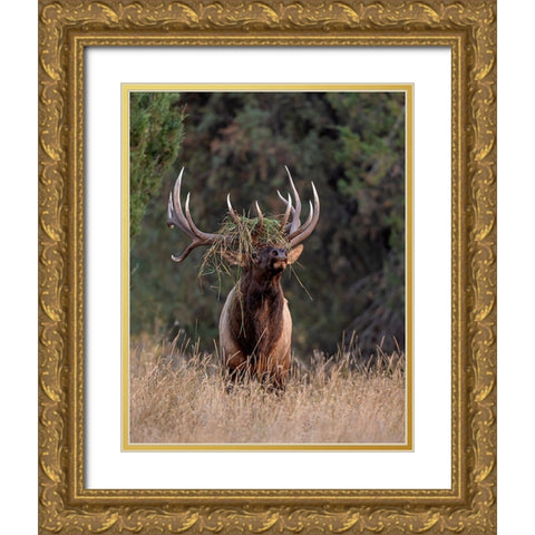 Bull Elk in Montana III Gold Ornate Wood Framed Art Print with Double Matting by McFerrin, Larry