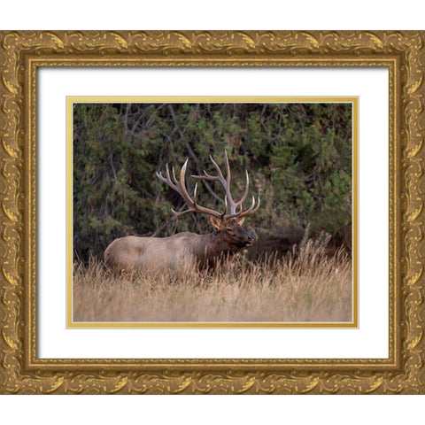 Bull Elk in Montana IV Gold Ornate Wood Framed Art Print with Double Matting by McFerrin, Larry