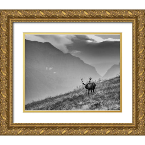 Big Country Bull Gold Ornate Wood Framed Art Print with Double Matting by McFerrin, Larry