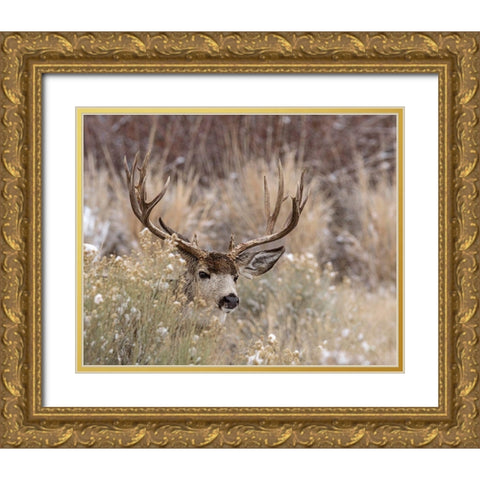 Mule Deer Buck Gold Ornate Wood Framed Art Print with Double Matting by McFerrin, Larry