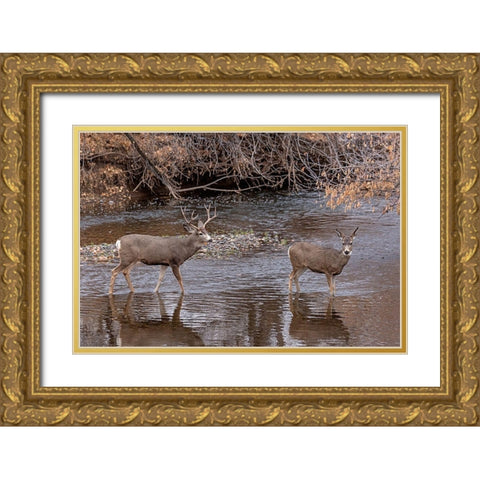 Mule Deer Buck and Doe Gold Ornate Wood Framed Art Print with Double Matting by McFerrin, Larry