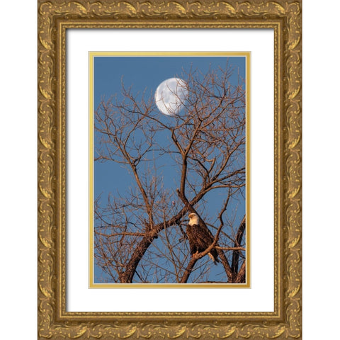Eagle Moon Gold Ornate Wood Framed Art Print with Double Matting by McFerrin, Larry