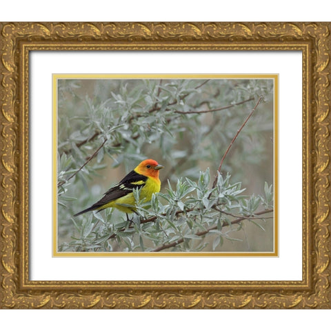 Western Taneger Gold Ornate Wood Framed Art Print with Double Matting by McFerrin, Larry