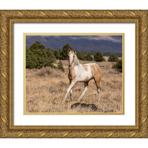 Curious Colt Gold Ornate Wood Framed Art Print with Double Matting by McFerrin, Larry