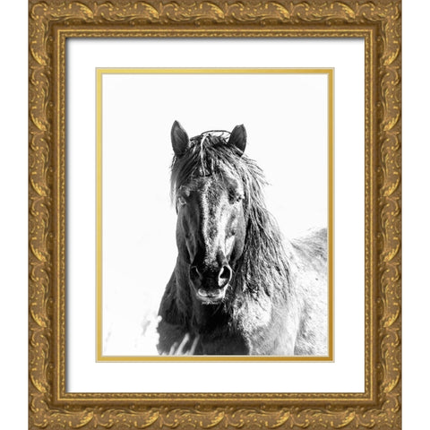 Black Stallion Gold Ornate Wood Framed Art Print with Double Matting by McFerrin, Larry