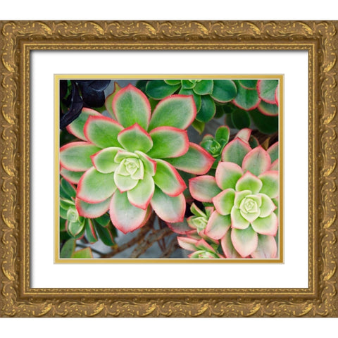 Succulent II Gold Ornate Wood Framed Art Print with Double Matting by Singleton, Ashley