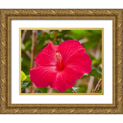 Raindrops on Hibiscus Gold Ornate Wood Framed Art Print with Double Matting by Singleton, Ashley
