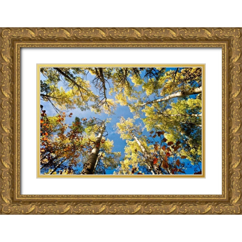 Look Up Gold Ornate Wood Framed Art Print with Double Matting by Murdock, Ramona