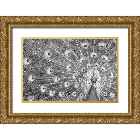 Peacock Gold Ornate Wood Framed Art Print with Double Matting by Murdock, Ramona