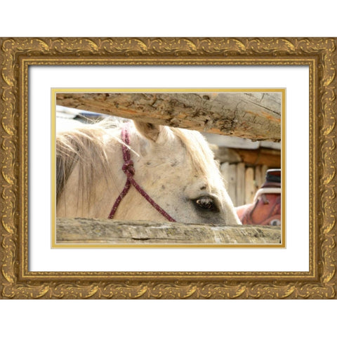 Corralled Gold Ornate Wood Framed Art Print with Double Matting by Murdock, Ramona