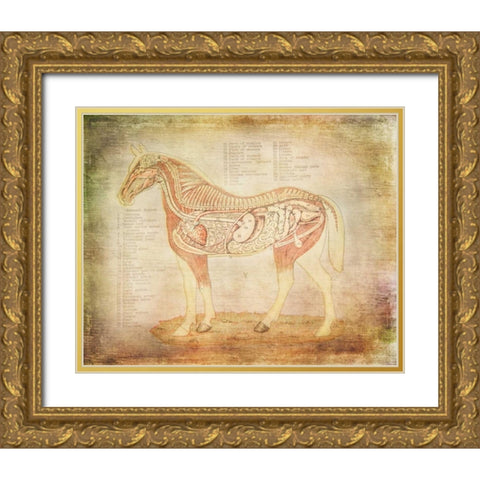 Horse Anatomy 201 Gold Ornate Wood Framed Art Print with Double Matting by Murdock, Ramona