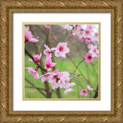 Cherry Blossoms VI Gold Ornate Wood Framed Art Print with Double Matting by Dicks, Stephanie