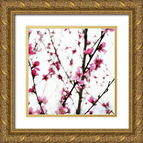 Cherry Blossoms II Gold Ornate Wood Framed Art Print with Double Matting by Dicks, Stephanie