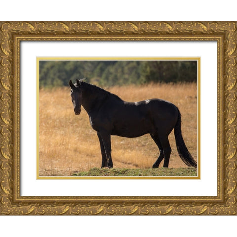 Black Beauty Gold Ornate Wood Framed Art Print with Double Matting by Yellow Cafe