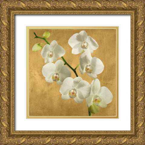Orchids on a Golden Background I Gold Ornate Wood Framed Art Print with Double Matting by Antinori, Andrea