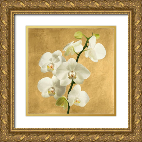 Orchids on a Golden Background II Gold Ornate Wood Framed Art Print with Double Matting by Antinori, Andrea
