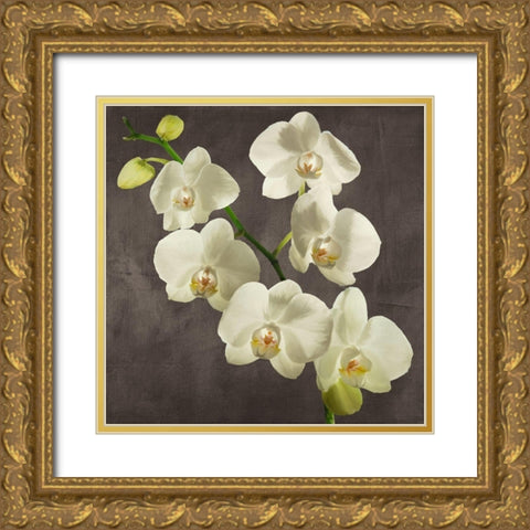 Orchids on Grey Background I Gold Ornate Wood Framed Art Print with Double Matting by Antinori, Andrea