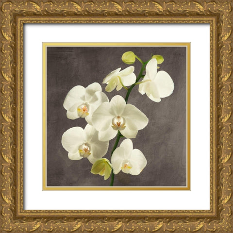 Orchids on Grey Background II Gold Ornate Wood Framed Art Print with Double Matting by Antinori, Andrea