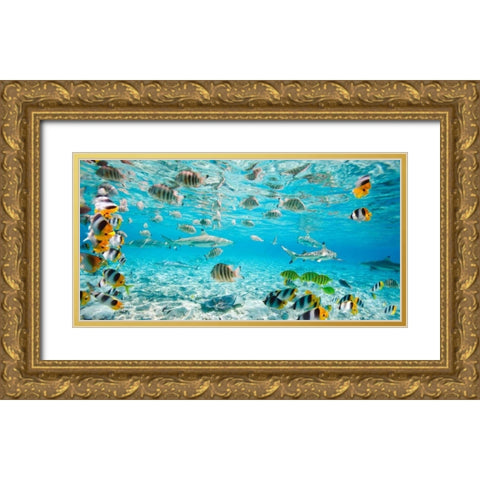 Fish and sharks in Bora Bora lagoon Gold Ornate Wood Framed Art Print with Double Matting by Pangea Images