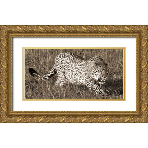 Leopard hunting Gold Ornate Wood Framed Art Print with Double Matting by Pangea Images