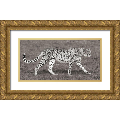 Cheetah Hunting, Masai Mara Gold Ornate Wood Framed Art Print with Double Matting by Pangea Images