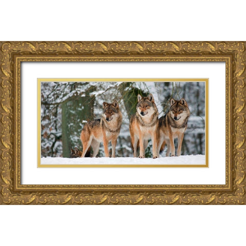 Wolves in the snow, Germany (detail) Gold Ornate Wood Framed Art Print with Double Matting by Anonymous