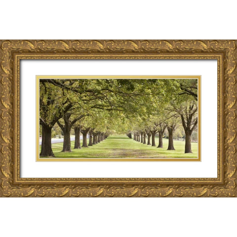 Rows of trees bordering greensward Gold Ornate Wood Framed Art Print with Double Matting by Ocean IMAGES