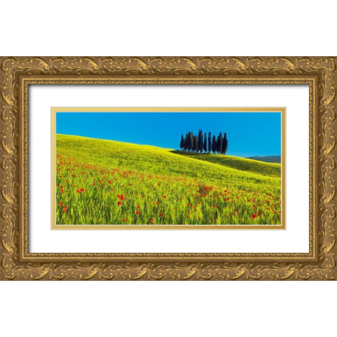 Cypress and corn field, Tuscany, Italy Gold Ornate Wood Framed Art Print with Double Matting by Krahmer, Frank