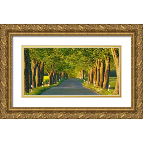 Lime tree alley, Mecklenburg Lake District, Germany Gold Ornate Wood Framed Art Print with Double Matting by Krahmer, Frank