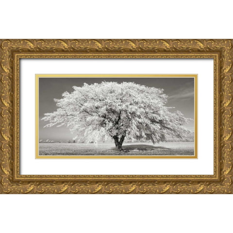 Lime tree with frost, Bavaria, Germany Gold Ornate Wood Framed Art Print with Double Matting by Krahmer, Frank