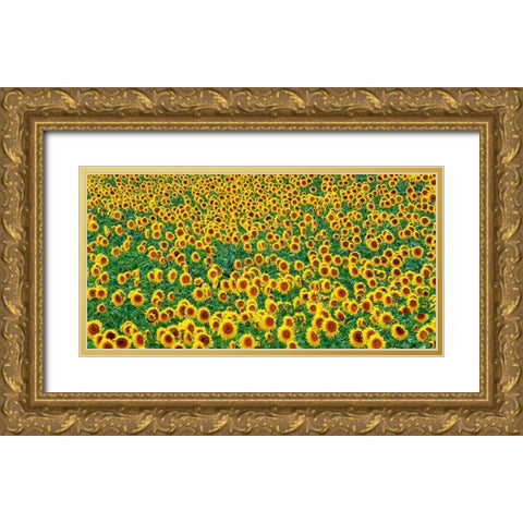 Sunflower field, France Gold Ornate Wood Framed Art Print with Double Matting by Frank, Krahmer