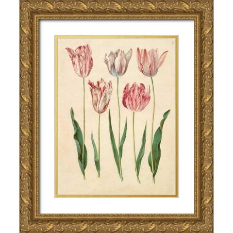 Tulipa gesneriana Gold Ornate Wood Framed Art Print with Double Matting by Holtzbecher, Johannes S.