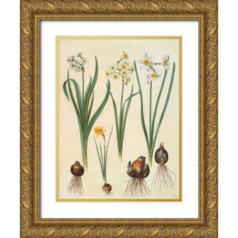 Narcissus Gold Ornate Wood Framed Art Print with Double Matting by Holtzbecher, Johannes S.