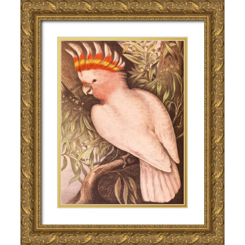 Leadbeaters Cockatoo Gold Ornate Wood Framed Art Print with Double Matting by James Whitley, Sayer