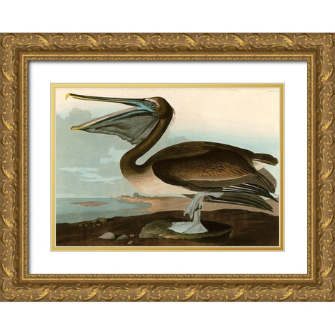Brown Pelican Gold Ornate Wood Framed Art Print with Double Matting by John James, Audubon