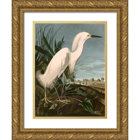Snowy Heron or White Egret Gold Ornate Wood Framed Art Print with Double Matting by John James, Audubon