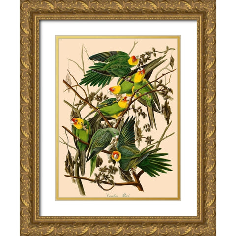 Carolina Parrot Gold Ornate Wood Framed Art Print with Double Matting by John James, Audubon