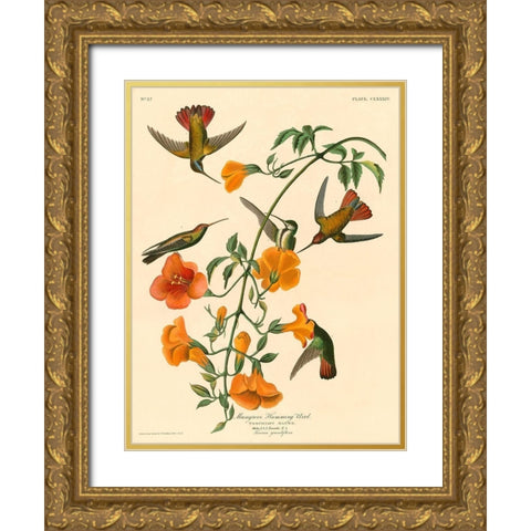 Mangrove Humming Bird Gold Ornate Wood Framed Art Print with Double Matting by John James, Audubon