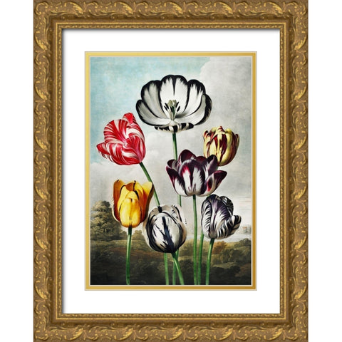 Tulips from The Temple of Flora Gold Ornate Wood Framed Art Print with Double Matting by Thornton, Robert John