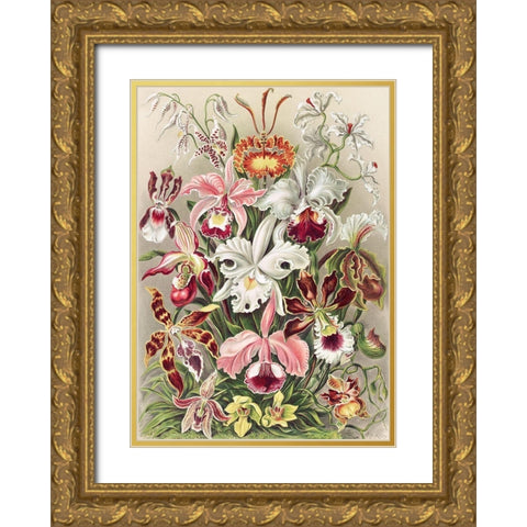 Orchidaeacae Gold Ornate Wood Framed Art Print with Double Matting by Haeckel, Ernst