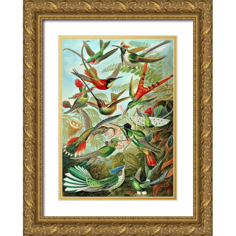 Trochilidae Gold Ornate Wood Framed Art Print with Double Matting by Haeckel, Ernst